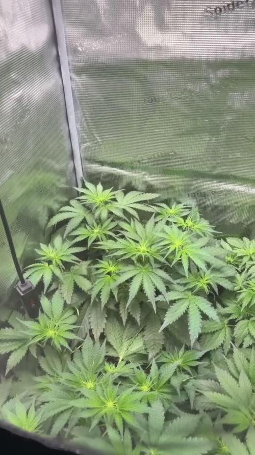 4 Cherry Cola RF3 SeaOfCherries