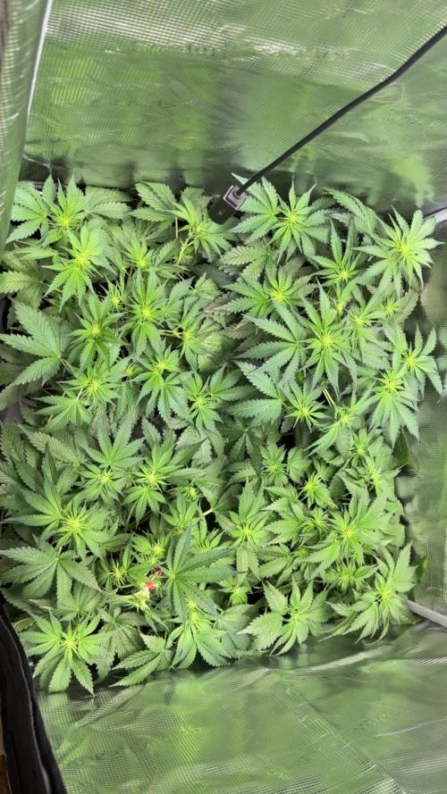 4 Cherry Cola RF3 SeaOfCherries. Week 5
