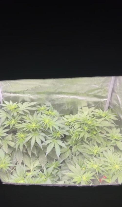 4 Cherry Cola RF3 SeaOfCherries. Week 5