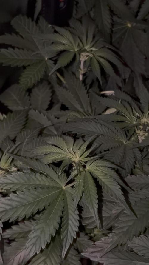 4 Cherry Cola RF3 SeaOfCherries. Week 5