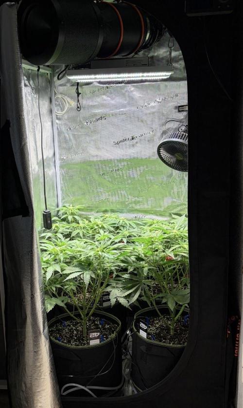 4 Cherry Cola RF3 SeaOfCherries. Week 6