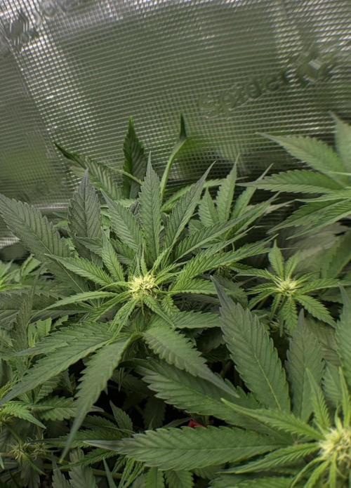 4 Cherry Cola RF3 SeaOfCherries. Week 6