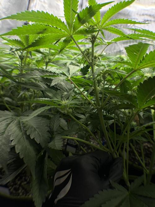 4 Cherry Cola RF3 SeaOfCherries. Week 6
