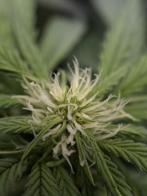 4 Cherry Cola RF3 SeaOfCherries. Week 6