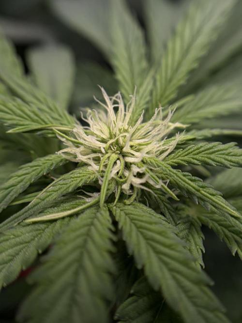 4 Cherry Cola RF3 SeaOfCherries. Week 6
