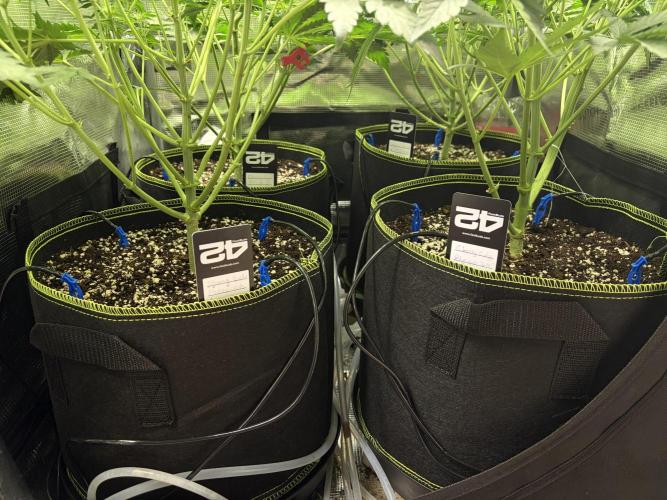 4 Cherry Cola RF3 SeaOfCherries. Week 6