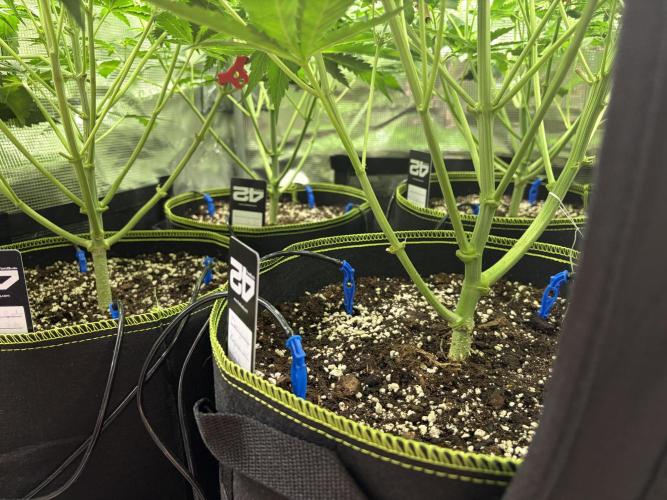 4 Cherry Cola RF3 SeaOfCherries. Week 6