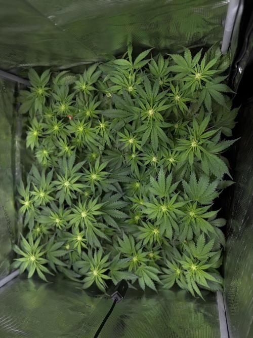 4 Cherry Cola RF3 SeaOfCherries. Week 6