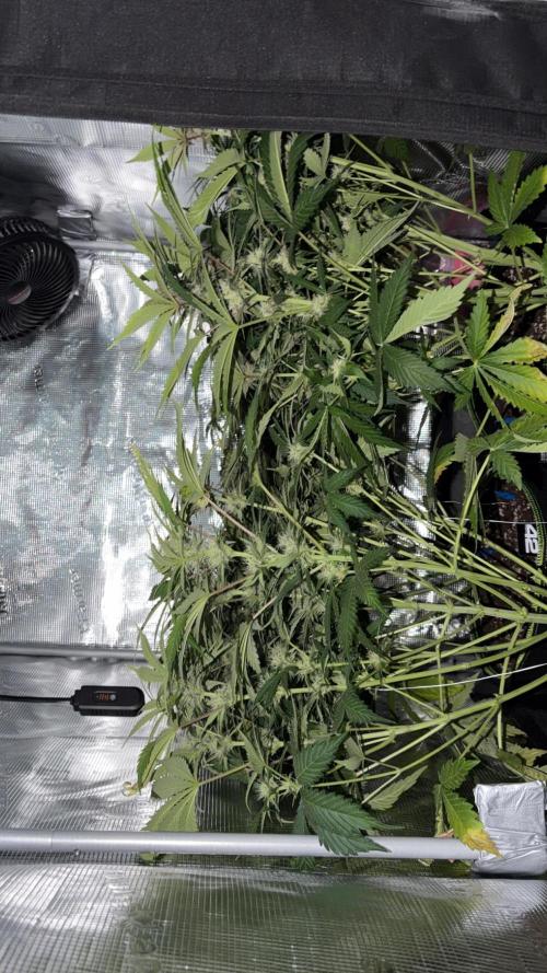 4 Cherry Cola RF3 SeaOfCherries. Week 7