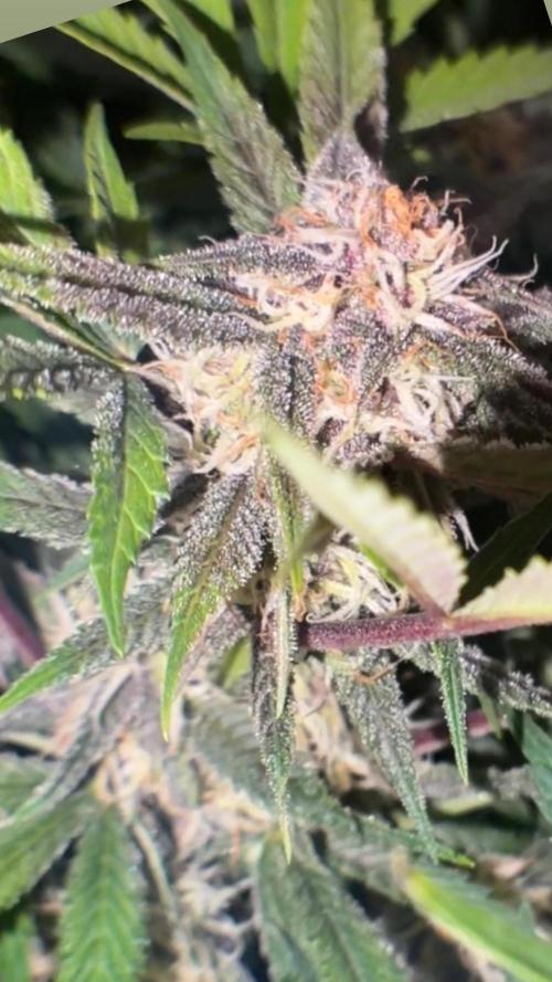 4 Cherry Cola RF3 SeaOfCherries. Week 7