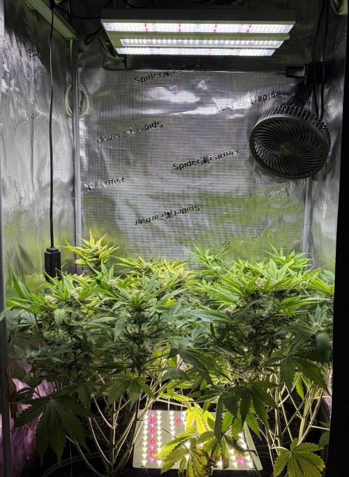 4 Cherry Cola RF3 SeaOfCherries. Week 7