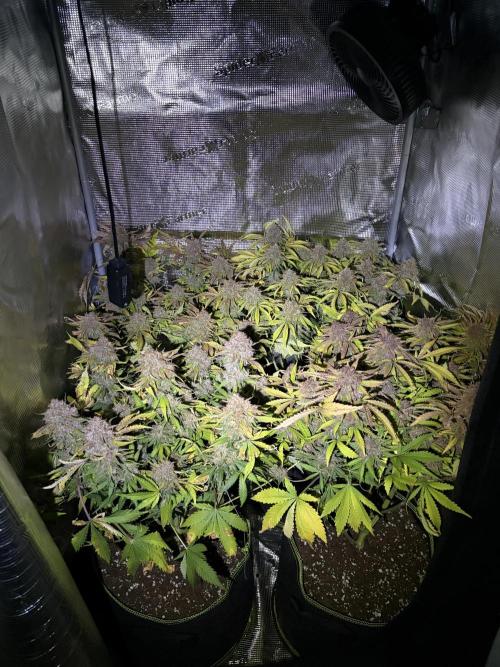 4 Cherry Cola RF3 SeaOfCherries. Week 11