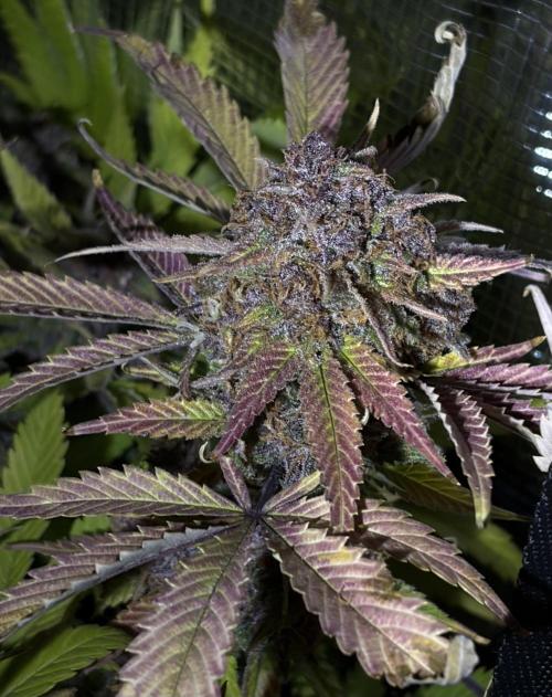 4 Cherry Cola RF3 SeaOfCherries. Week 11