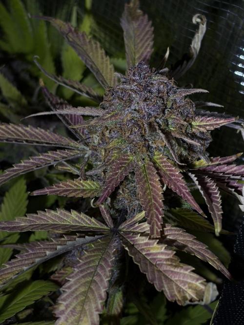 4 Cherry Cola RF3 SeaOfCherries. Week 11
