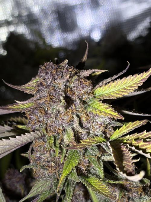 4 Cherry Cola RF3 SeaOfCherries. Week 11