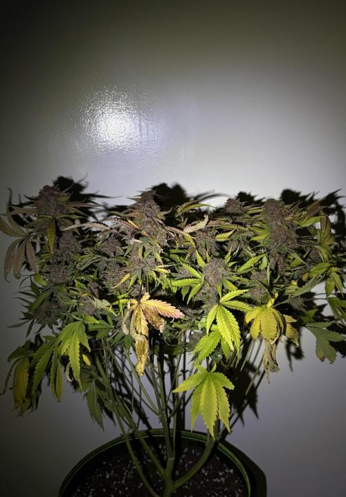 4 Cherry Cola RF3 SeaOfCherries. Week 11