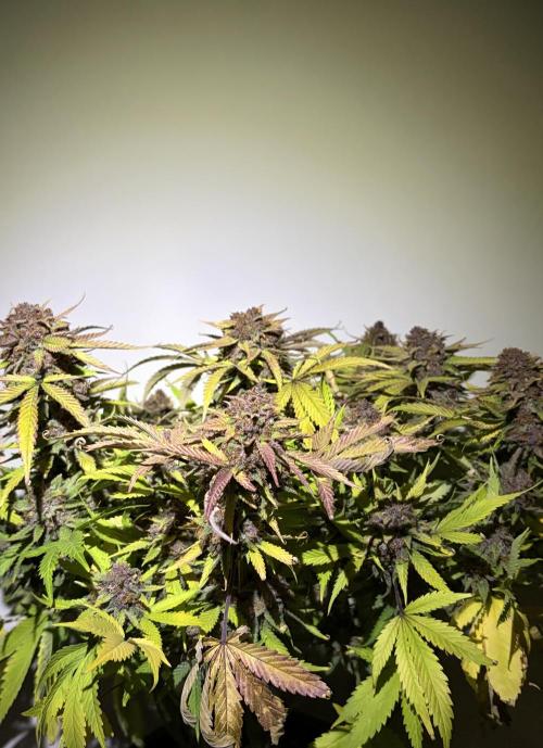 4 Cherry Cola RF3 SeaOfCherries. Week 11