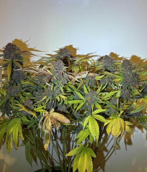 4 Cherry Cola RF3 SeaOfCherries. Week 11