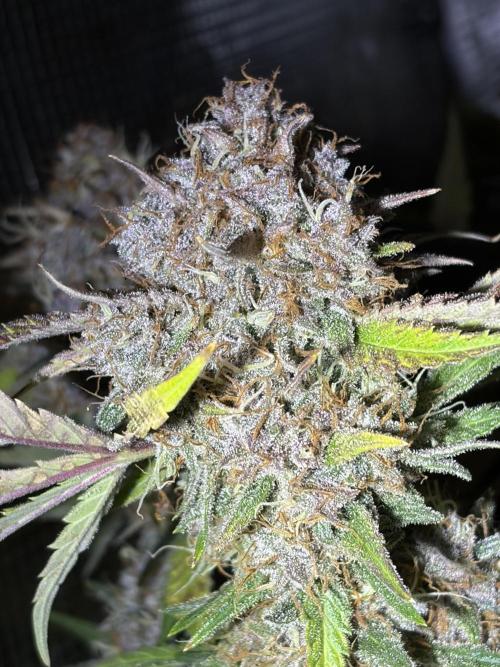 4 Cherry Cola RF3 SeaOfCherries. Week 11