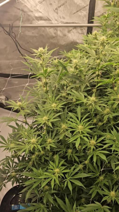 The Mixed Grow