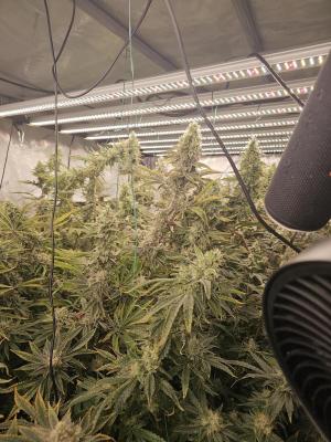 Comment by Chemdawg23thatFallp photo #1
