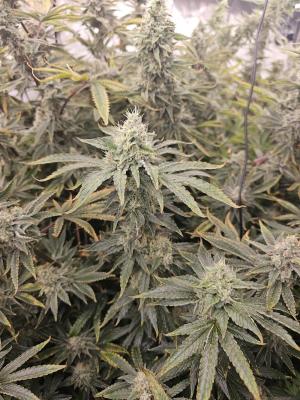 Comment by Chemdawg23thatFallp photo #2