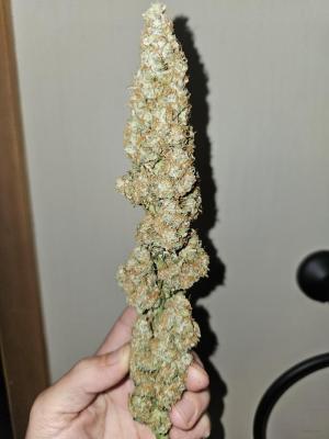 Comment by Chemdawg23thatFallp photo #3