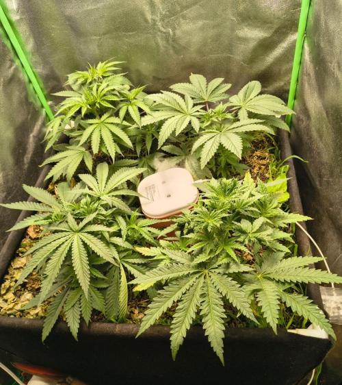 Spritz - Perfect tree. Week 4