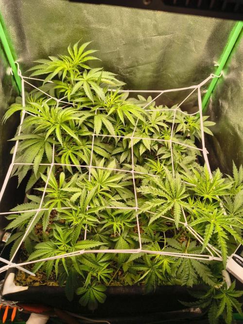 Spritz - Perfect tree. Week 4