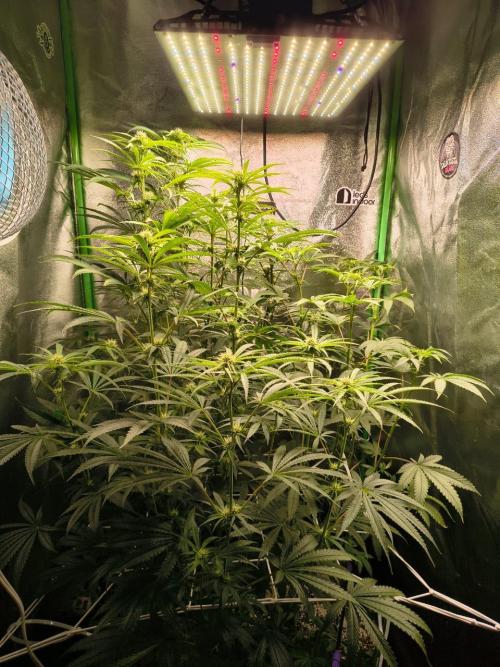 Spritz - Perfect tree. Week 5