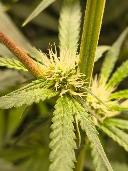 Spritz - Perfect tree. Week 5