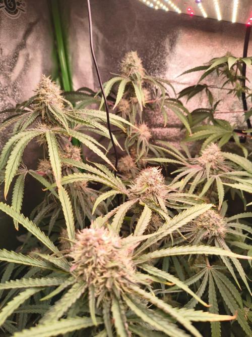 Spritz - Perfect tree. Week 8