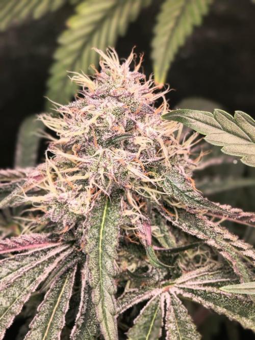 Spritz - Perfect tree. Week 8
