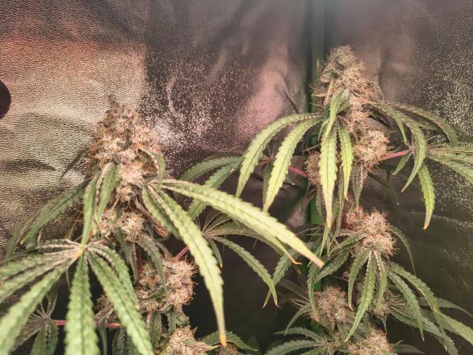 Spritz - Perfect tree. Week 8