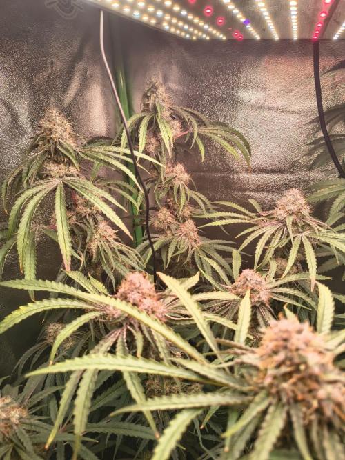 Spritz - Perfect tree. Week 8