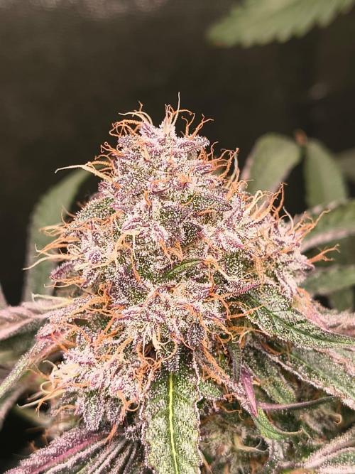 Spritz - Perfect tree. Week 8
