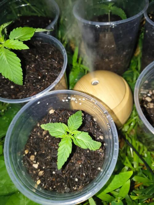 Spritz - Perfect tree. Week 0