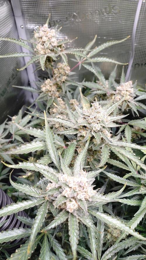 First Indoor. Week 13 - LA Kush cake 