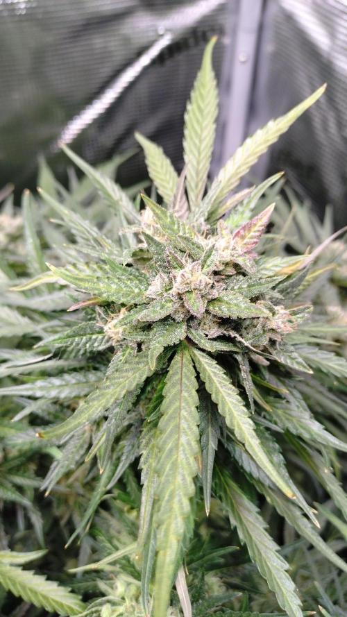 First Indoor. Week 13 - Apple fritter 