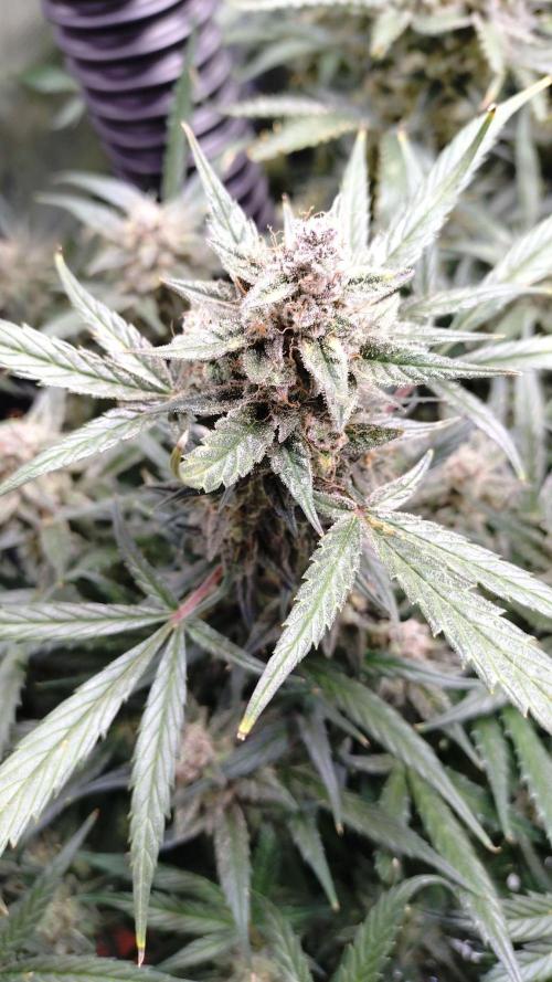 First Indoor. Week 13 - Dark Devil not Dark :-/