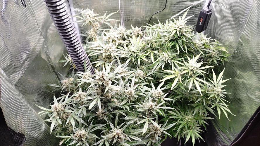 First Indoor. Week 13