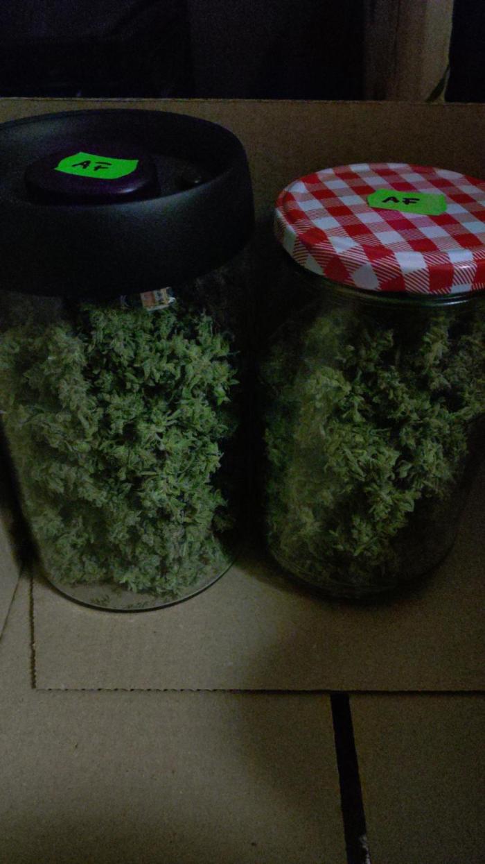 First Indoor. Week 14 - 50g trocken 