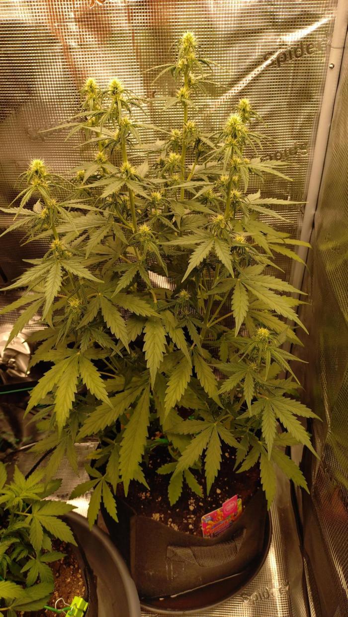 Gushers Autoflower Zamnesia. Week 7 - 1x getoppt und die gibt Vollgas 