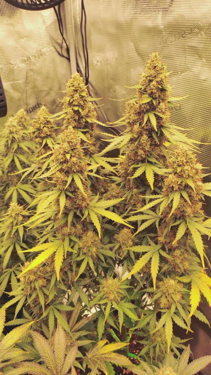 Gushers Autoflower Zamnesia. Week 11 - 1 Woche noch 
