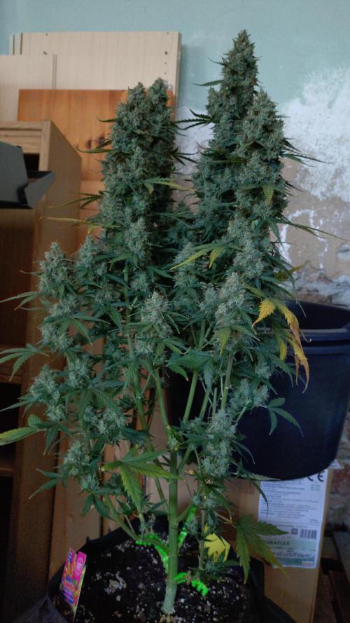 Gushers Autoflower Zamnesia. Week 13
