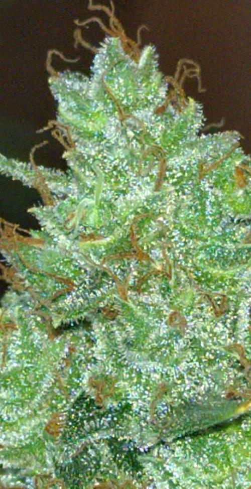 Gushers Autoflower Zamnesia. Week 13
