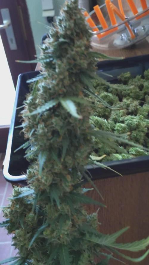 Grow Tent 4.5x2x6.5. Week 13