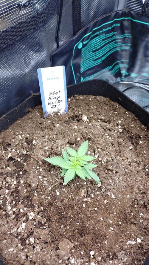 Grow Tent 4.5x2x6.5. Week 2