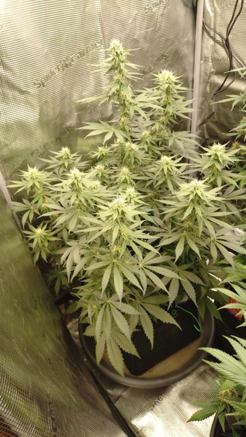 Grow Tent 4.5x2x6.5. Week 7