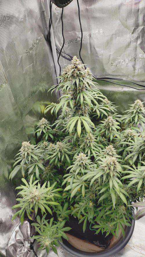 Grow Tent 4.5x2x6.5. Week 12